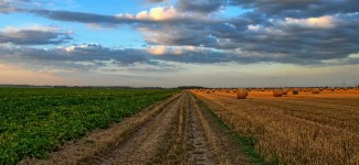 Agriculture field